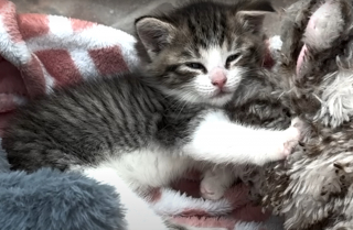 Illustration de l'article : Voisins de quarantaine s&eacute;par&eacute;s par une vitre, ces 2 chatons deviennent ins&eacute;parables d&egrave;s leur rencontre et semblent promis &agrave; un avenir commun