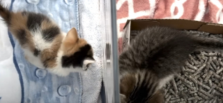 Illustration de l'article : Voisins de quarantaine s&eacute;par&eacute;s par une vitre, ces 2 chatons deviennent ins&eacute;parables d&egrave;s leur rencontre et semblent promis &agrave; un avenir commun