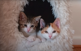 Illustration de l'article : Voisins de quarantaine s&eacute;par&eacute;s par une vitre, ces 2 chatons deviennent ins&eacute;parables d&egrave;s leur rencontre et semblent promis &agrave; un avenir commun
