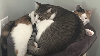 Illustration de l'article : Voisins de quarantaine s&eacute;par&eacute;s par une vitre, ces 2 chatons deviennent ins&eacute;parables d&egrave;s leur rencontre et semblent promis &agrave; un avenir commun