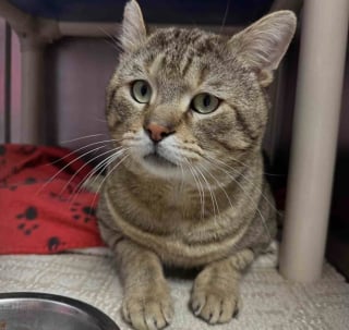 Illustration de l'article : &laquo; Une histoire qu'il ne peut pas raconter &raquo;, ce chat au pass&eacute; douloureux cherche la famille id&eacute;ale pour voir au-del&agrave; de sa tristesse