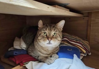 Illustration de l'article : &laquo; Une histoire qu'il ne peut pas raconter &raquo;, ce chat au pass&eacute; douloureux cherche la famille id&eacute;ale pour voir au-del&agrave; de sa tristesse