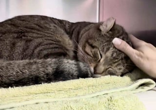 Illustration de l'article : &laquo; Une histoire qu'il ne peut pas raconter &raquo;, ce chat au pass&eacute; douloureux cherche la famille id&eacute;ale pour voir au-del&agrave; de sa tristesse