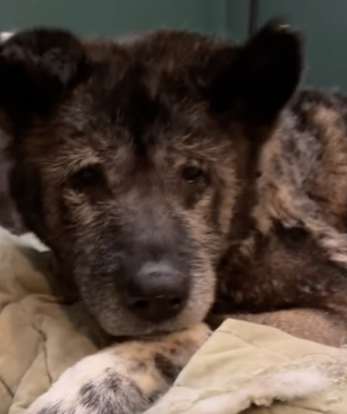 Illustration de l'article : Abandonn&eacute;e lors des f&ecirc;tes de fin d'ann&eacute;e, cette chienne de 14 ans se fait toiletter pour la premi&egrave;re fois de sa vie (vid&eacute;o)