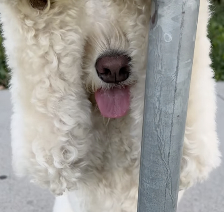 Illustration de l'article : Cet adorable Goldendoodle est passionné du jeu de cache-cache (vidéo)