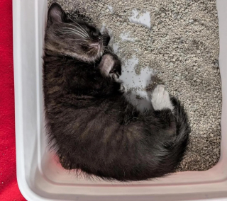 Illustration de l'article : Deux chatons errants complémentaires se rencontrent dans leur foyer d’accueil après une début de vie préoccupant 