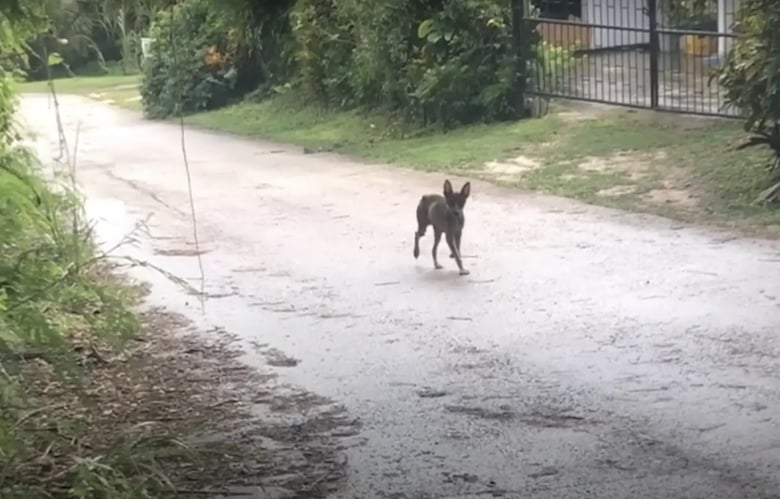 Illustration de l'article : Une chienne conduit des bénévoles jusqu’à sa portée de chiots pour qu’elles les sauvent