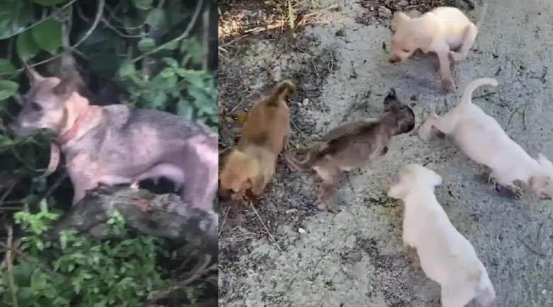 Illustration de l'article : Une chienne conduit des bénévoles jusqu’à sa portée de chiots pour qu’elles les sauvent