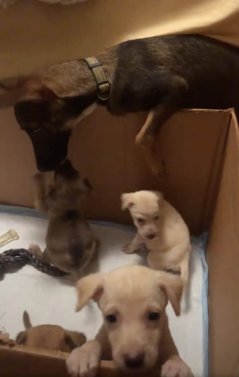 Illustration de l'article : Une chienne conduit des bénévoles jusqu’à sa portée de chiots pour qu’elles les sauvent