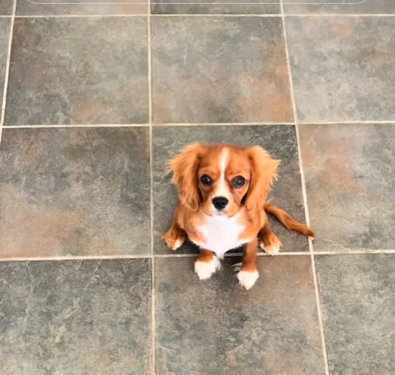 Illustration de l'article : Alors qu’elle pensait ne pas aimer les chiens, cette femme a changé d’avis et partage sa routine matinale avec celui qu’elle a adopté