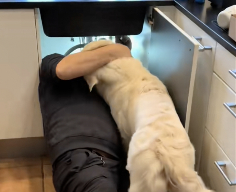 Illustration de l'article : Un plombier a le meilleur des assistants avec ce Golden Retriever consciencieux (vidéo)