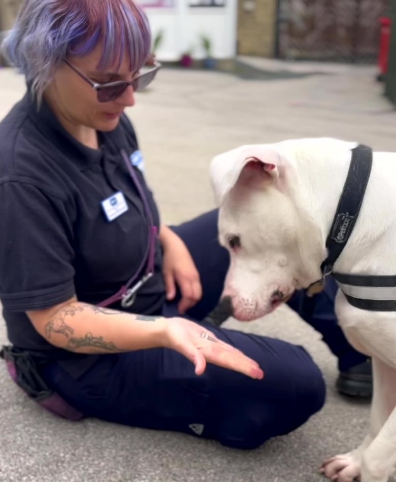 Illustration de l'article : Un Pitbull sourd de naissance apprend le langage des signes pour multiplier ses chances d’être adopté (vidéo)