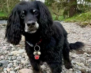 Illustration de l'article : Une chienne atteinte de surdité et coincée dans un drain mobilise des équipes de sauveteurs experts durant 8 heures