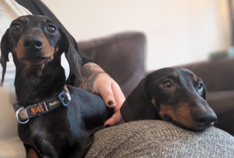 Illustration de l'article : 70 Teckels abandonnés sans eau ni nourriture dans un logement insalubre et délaissés par leur propriétaire malade