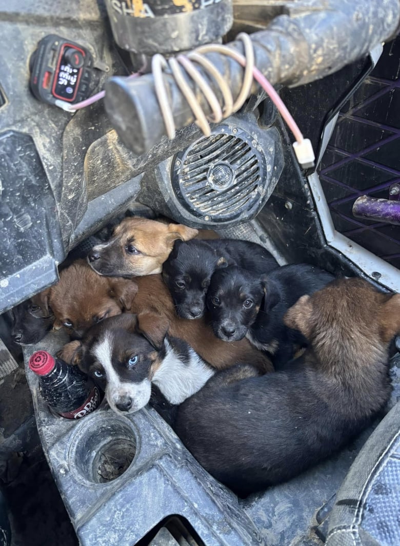 Illustration de l'article : Destinés à une vie d’errance, 7 chiots abandonnés saisissent une opportunité lorsqu’un couple en buggy passe près d’eux