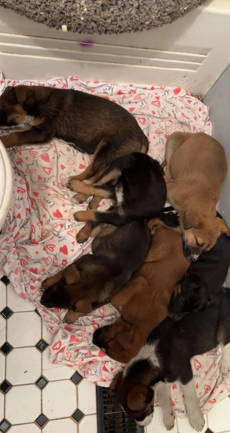 Illustration de l'article : Destinés à une vie d’errance, 7 chiots abandonnés saisissent une opportunité lorsqu’un couple en buggy passe près d’eux