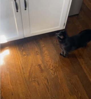 Illustration de l'article : Ce chat a une cachette secrète lui permettant d'échapper à sa soeur un peu trop collante