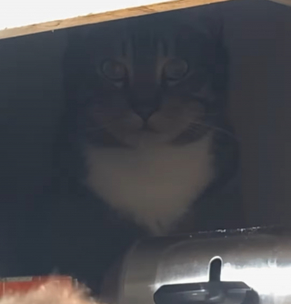 Illustration de l'article : Ce chat a une cachette secrète lui permettant d'échapper à sa soeur un peu trop collante