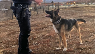 Illustration de l'article : Du refuge à la police, la trajectoire atypique et inspirante d'un chien prêt à sauver des vies après la transformation de la sienne