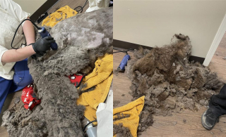 Illustration de l'article : Sauvés d’une maison où ils vivaient entassés et négligés, un chien et 25 chats s’apprêtent à tourner la page (vidéo)