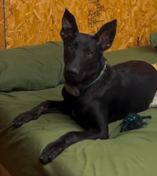 Illustration de l'article : Un chien disparu lors d'un vol de voiture mobilise plusieurs services de police et déclenche une haletante course poursuite