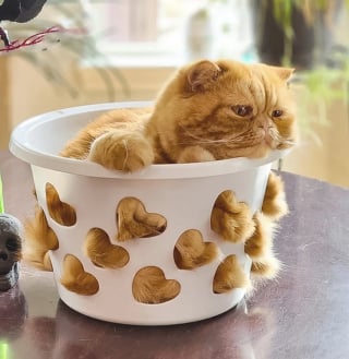 Illustration de l'article : 14 chats qui ne peuvent pas résister à un petit coin douillet