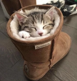 Illustration de l'article : 14 chats qui ne peuvent pas résister à un petit coin douillet
