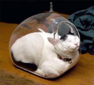Illustration de l'article : 14 chats qui ne peuvent pas résister à un petit coin douillet
