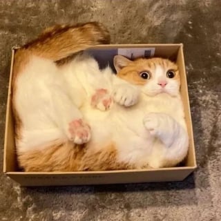 Illustration de l'article : 14 chats qui ne peuvent pas résister à un petit coin douillet