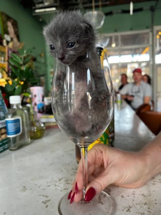 Illustration de l'article : 14 chats qui ne peuvent pas résister à un petit coin douillet