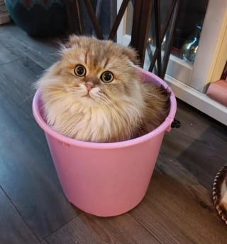 Illustration de l'article : 14 chats qui ne peuvent pas résister à un petit coin douillet