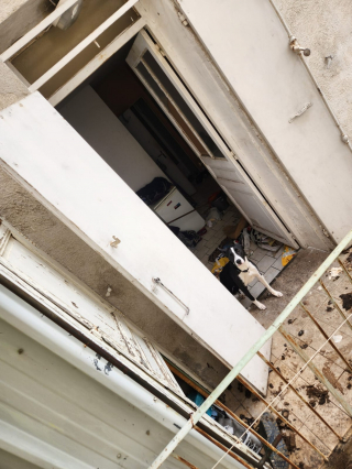 Illustration de l'article : Un chien enfermé dans un appartement abandonné et insalubre retrouve l'espoir après l'intervention de la SPA et de la police municipale