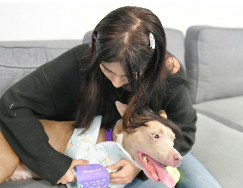 Illustration de l'article : Une chienne à 3 pattes voit sa vie améliorée grâce à une prothèse créée par une lycéenne passionnée de robotique