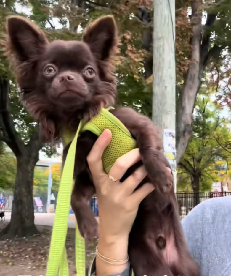 Illustration de l'article : Ce Chihuahua a développé une étrange passion pour le fil dentaire et rendrait jaloux n’importe quel propriétaire de chien (vidéo)