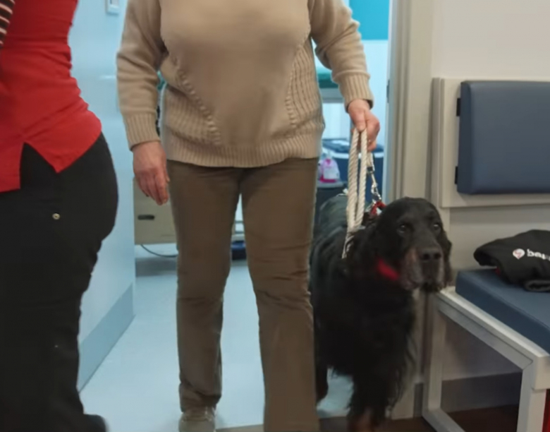 Illustration de l'article : Après avoir donné son sang et sauvé 160 autres chiens, ce Setter Gordon était en lice pour le prix du chien héroïque