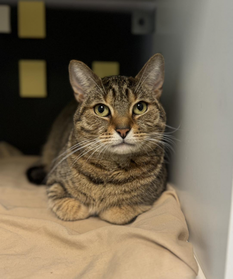 Illustration de l'article : Pour sensibiliser le public, un refuge met en lumière ses pensionnaires de longue date qui n’ont pas encore trouvé de foyer pour la vie (vidéo)