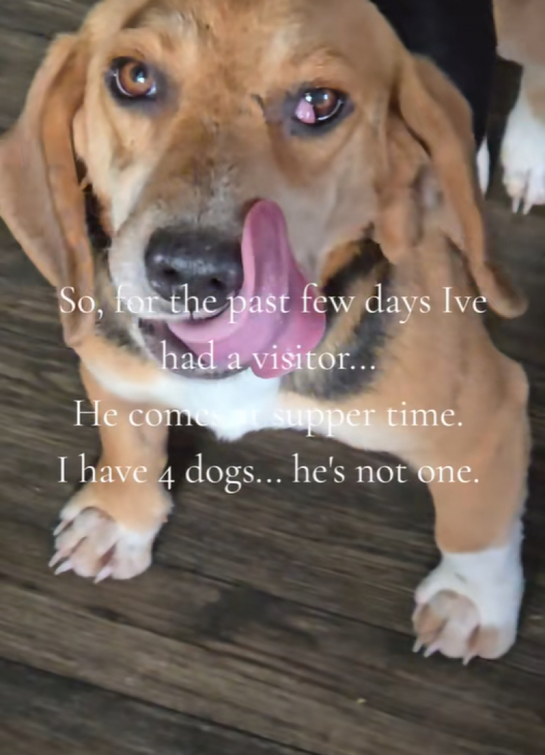 Illustration de l'article : Un chien s’invite pour le dîner et les 4 toutous de la famille lui réservent un accueil on ne peut plus chaleureux 