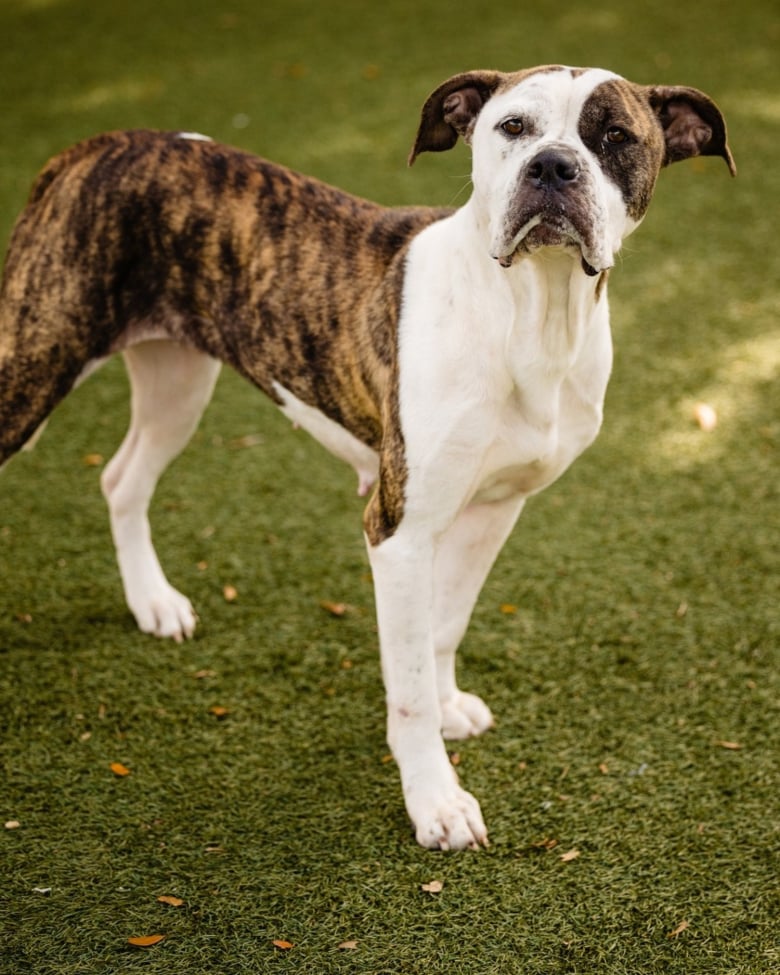 Illustration de l'article : Un couple de retraités effectue 6 heures de route pour adopter une chienne timide qui avait besoin de leur aide