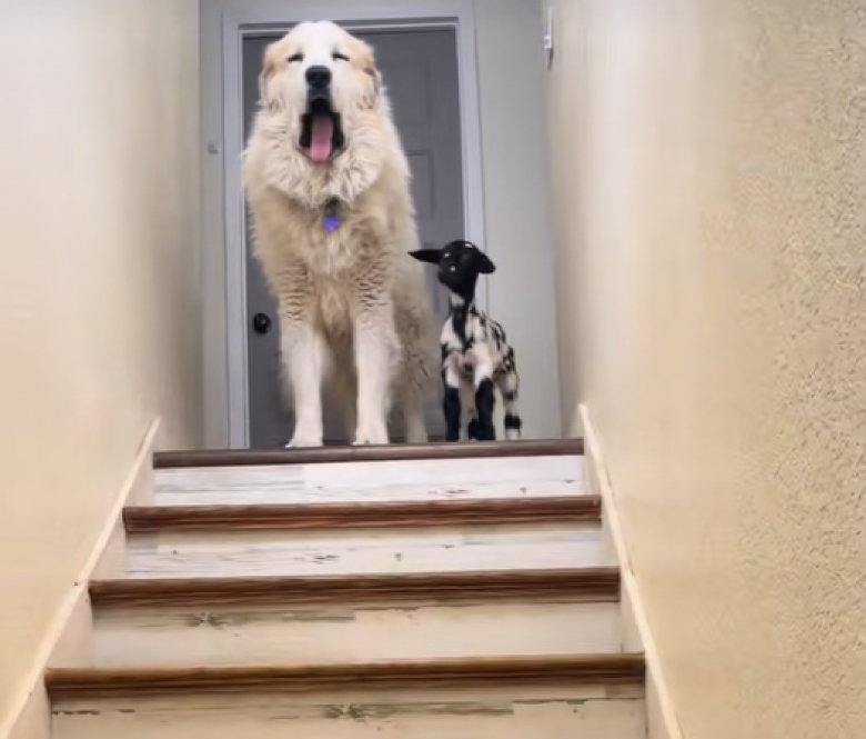 Illustration de l'article : Cette chienne s&rsquo;occupe d&rsquo;une petite ch&egrave;vre comme si elle &eacute;tait son propre b&eacute;b&eacute; (vid&eacute;o)