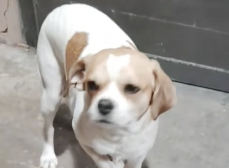 Illustration de l'article : Ce chien, qui aime venir en aide aux chiens qu&rsquo;il croise, ram&egrave;ne un chien errant &agrave; la maison (vid&eacute;o)