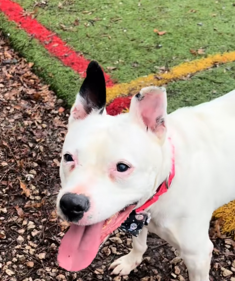 Illustration de l'article : Après 5 longues années passées en refuge, et après avoir regardé ses bébés être adoptés, cette chienne trouve enfin son foyer pour la vie