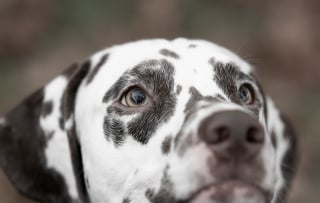 Illustration de l'article : 12 expressions faciales que les chiens ont l’habitude de faire pour communiquer avec nous