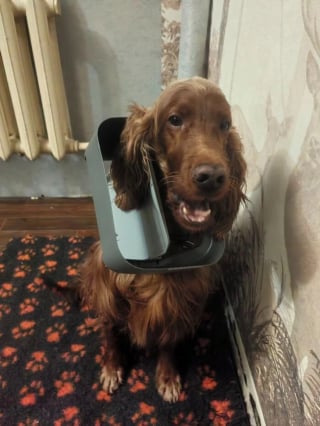 Illustration de l'article : 20 photos hilarantes qui prouvent que la vie avec un chien est une aventure quotidienne