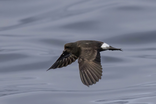Illustration de l'article : Un chien achève brillamment sa mission de protection d'une espèce d'oiseau en danger 