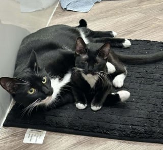 Illustration de l'article : 15 chats Tuxedo qui montrent ce qu’est l’élégance naturelle