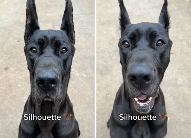 Illustration de l'article : 12 clichés de chiens issus d’une même famille montrant un « avant-après » saisissant