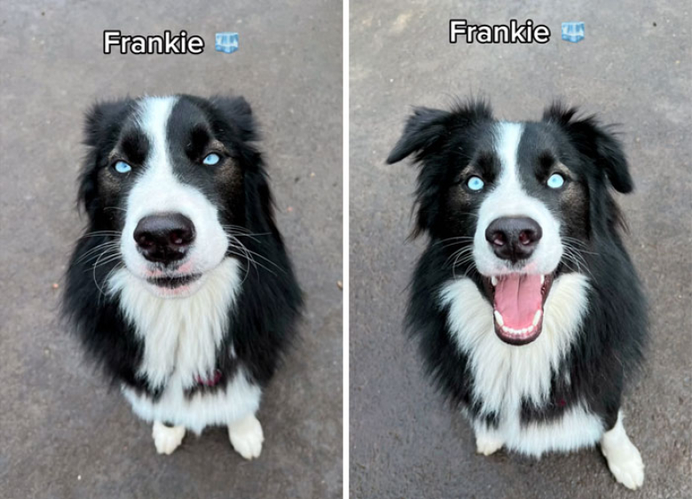 Illustration de l'article : 12 clichés de chiens issus d’une même famille montrant un « avant-après » saisissant