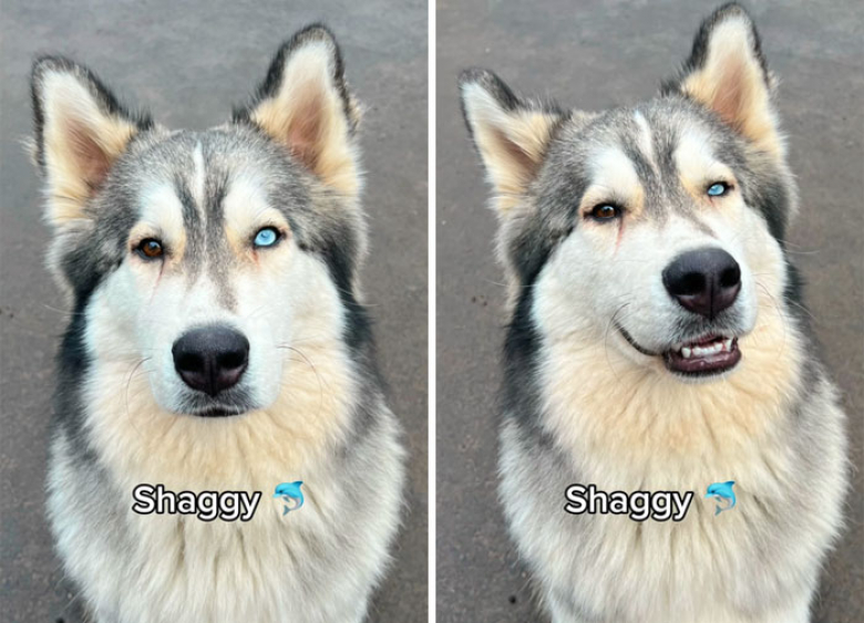 Illustration de l'article : 12 clichés de chiens issus d’une même famille montrant un « avant-après » saisissant