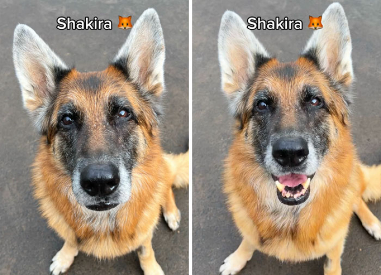 Illustration de l'article : 12 clichés de chiens issus d’une même famille montrant un « avant-après » saisissant