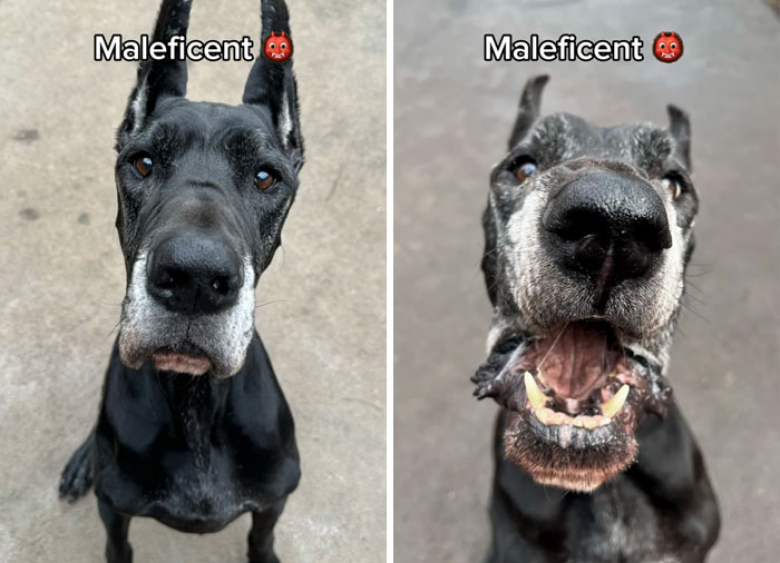 Illustration de l'article : 12 clichés de chiens issus d’une même famille montrant un « avant-après » saisissant